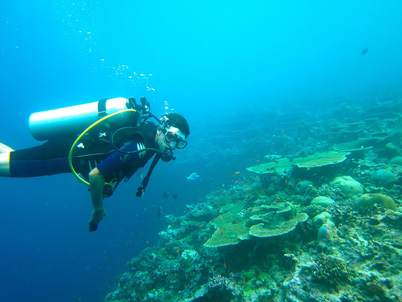 Cursos de buceo con Diving Pass – tipos de cursos