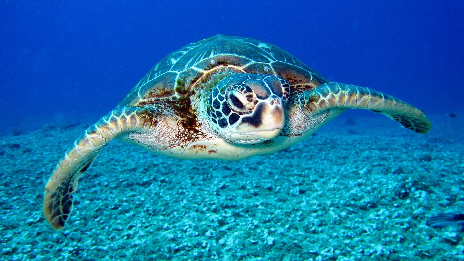 Descubre Tenerife junto a Barbarian Diving en Los Cristianos