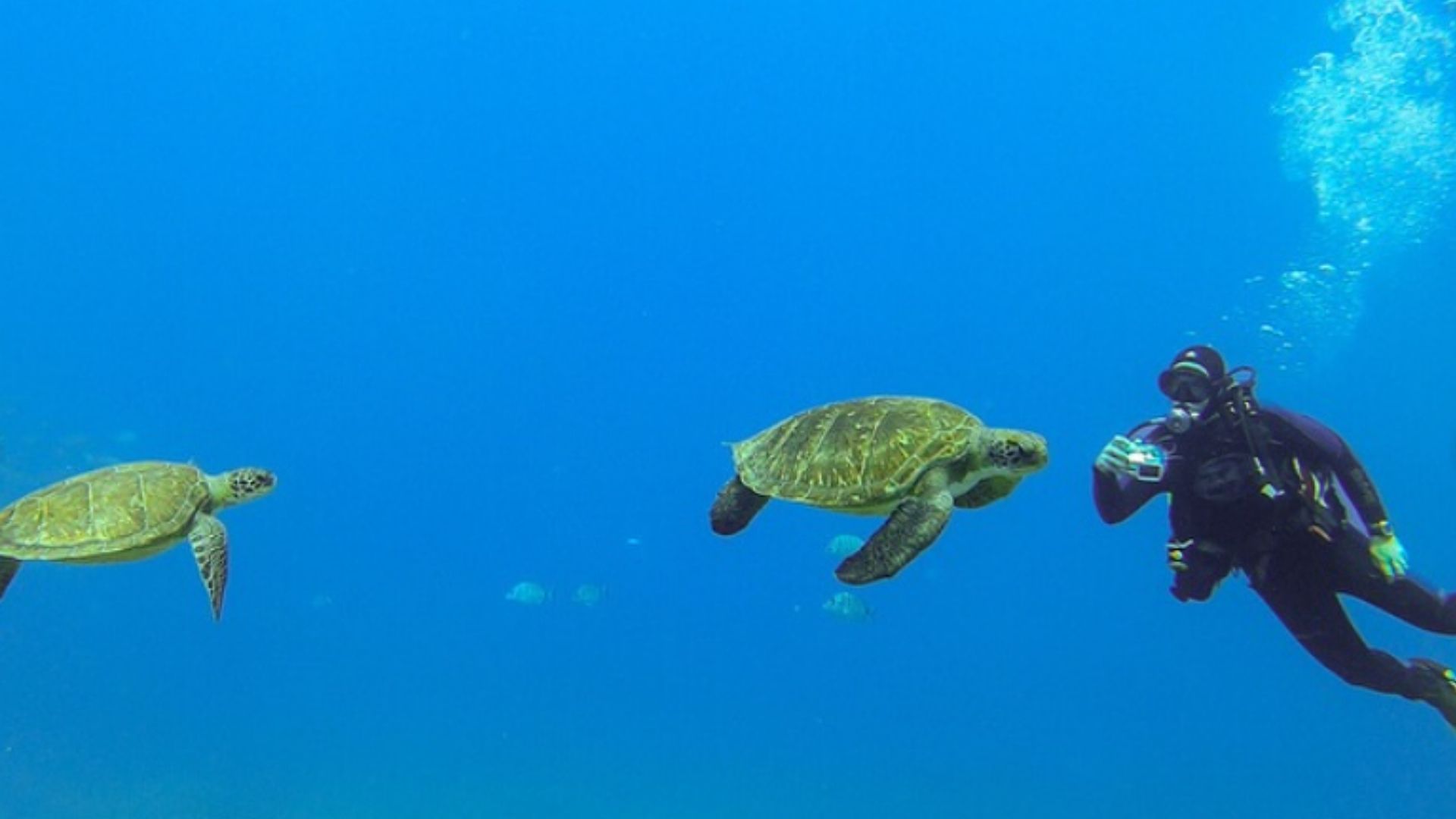 Vive la Experiencia de Bucear en Adeje con Ola Diving