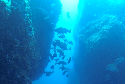 Bucear en el Bajo de Dentro, la joya del buceo en Islas Hormigas​